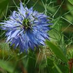 Nigel Farage faces potential FCA probe over links to Bitcoin treasury firm