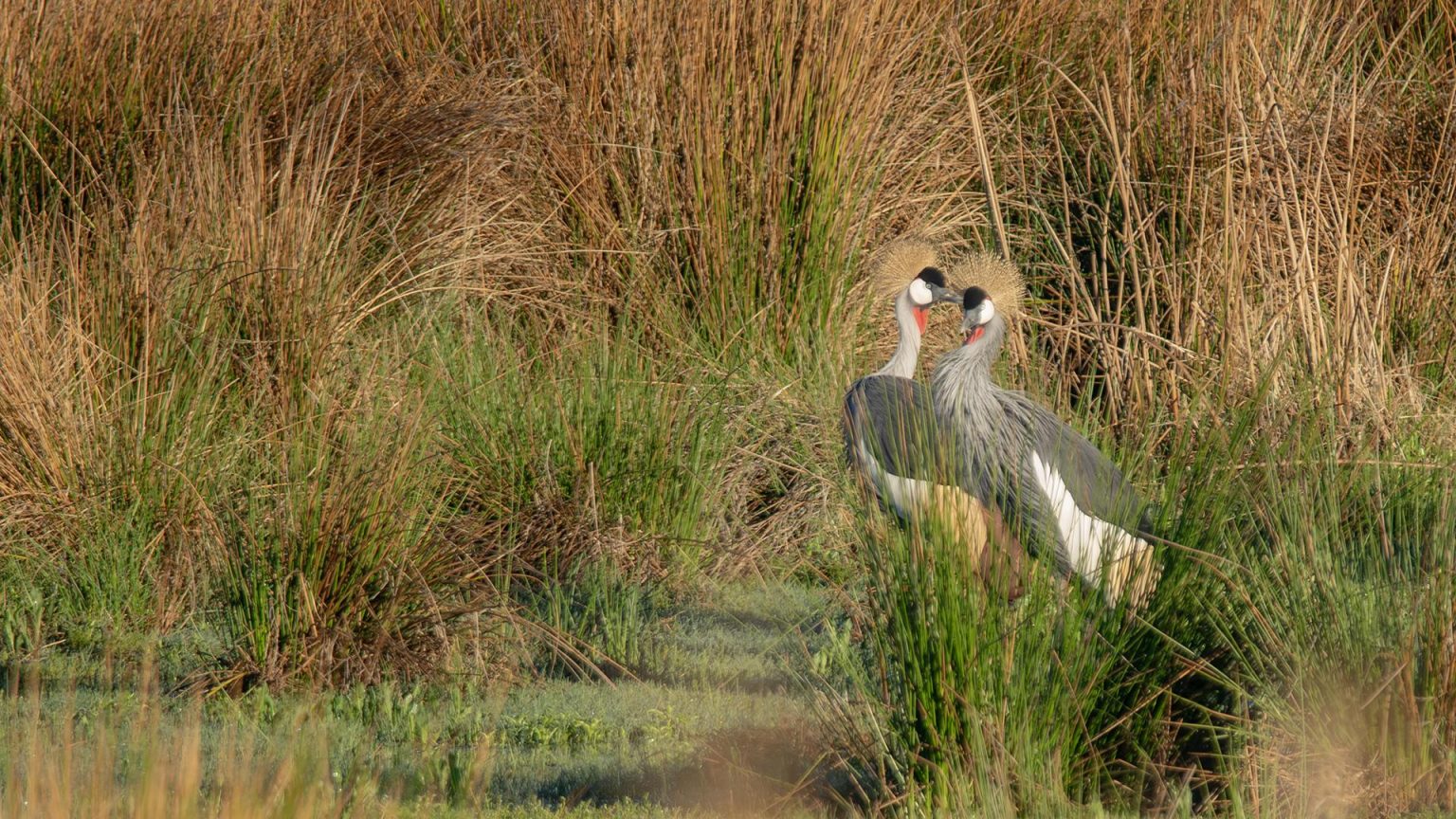 South Africa moves to pull crypto into strict capital flow rules