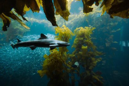 Circle quietly plugs Aave’s hole as DeFi’s Kelp shock tests USDC strategy