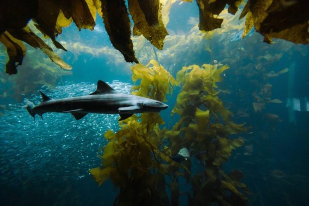 Circle quietly plugs Aave’s hole as DeFi’s Kelp shock tests USDC strategy