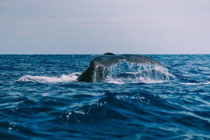 One Matrixport whale now rides $132M in ETH leverage into resistance
