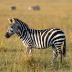 MARA Holdings sold $1.5B Bitcoin to fund AI pivot