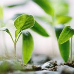 Grayscale eyes $115m HYPE seed deal for Hyperliquid staking ETF, will HYPE go parabolic?