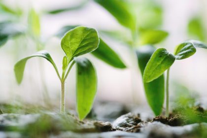 Grayscale eyes $115m HYPE seed deal for Hyperliquid staking ETF, will HYPE go parabolic?