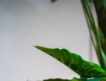 Franklin Templeton and MoonPay open new door for BENJI fund