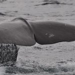 Is a16z-linked HYPE buying the next big whale signal?