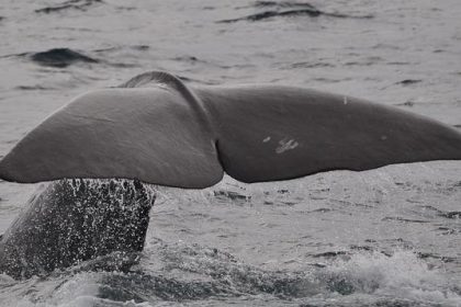 Is a16z-linked HYPE buying the next big whale signal?