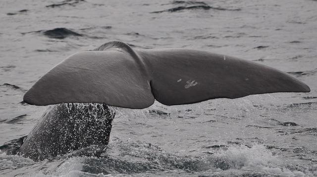 Is a16z-linked HYPE buying the next big whale signal?