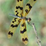 Dragonfly holds ZEC as Orchard bug debate raises new questions