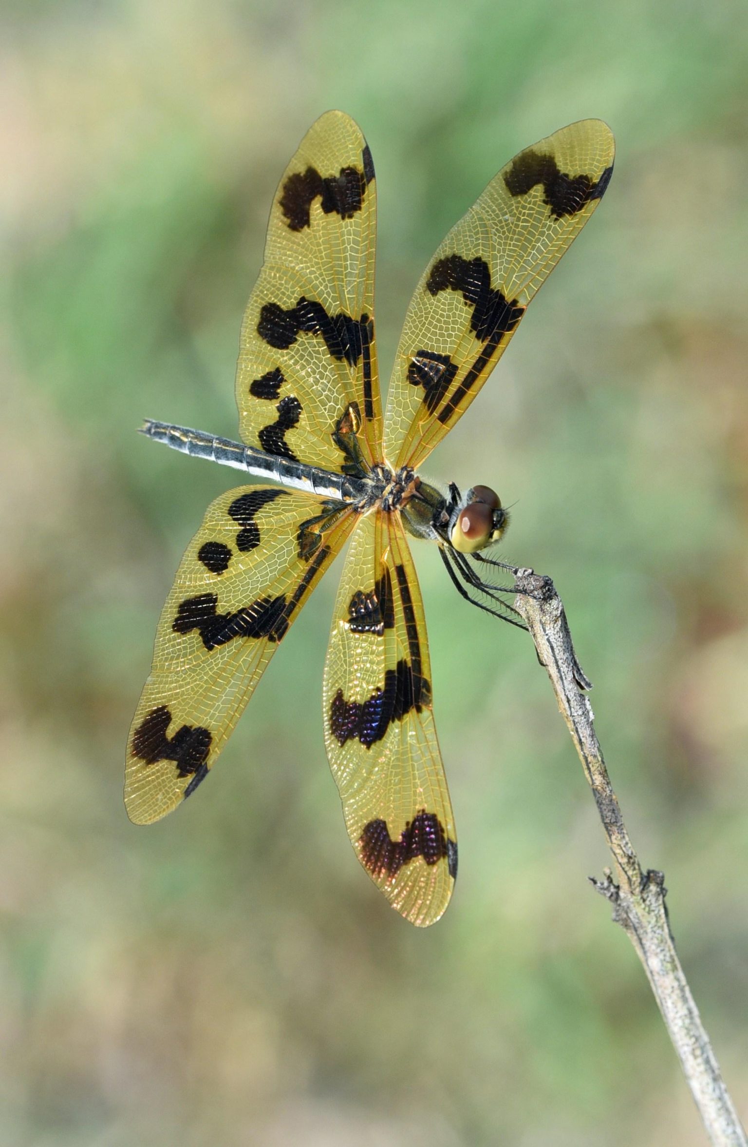 Dragonfly holds ZEC as Orchard bug debate raises new questions