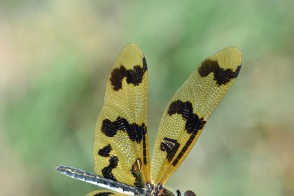 Dragonfly holds ZEC as Orchard bug debate raises new questions