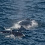 Will Solana price slide to $50? Inside the whale exodus