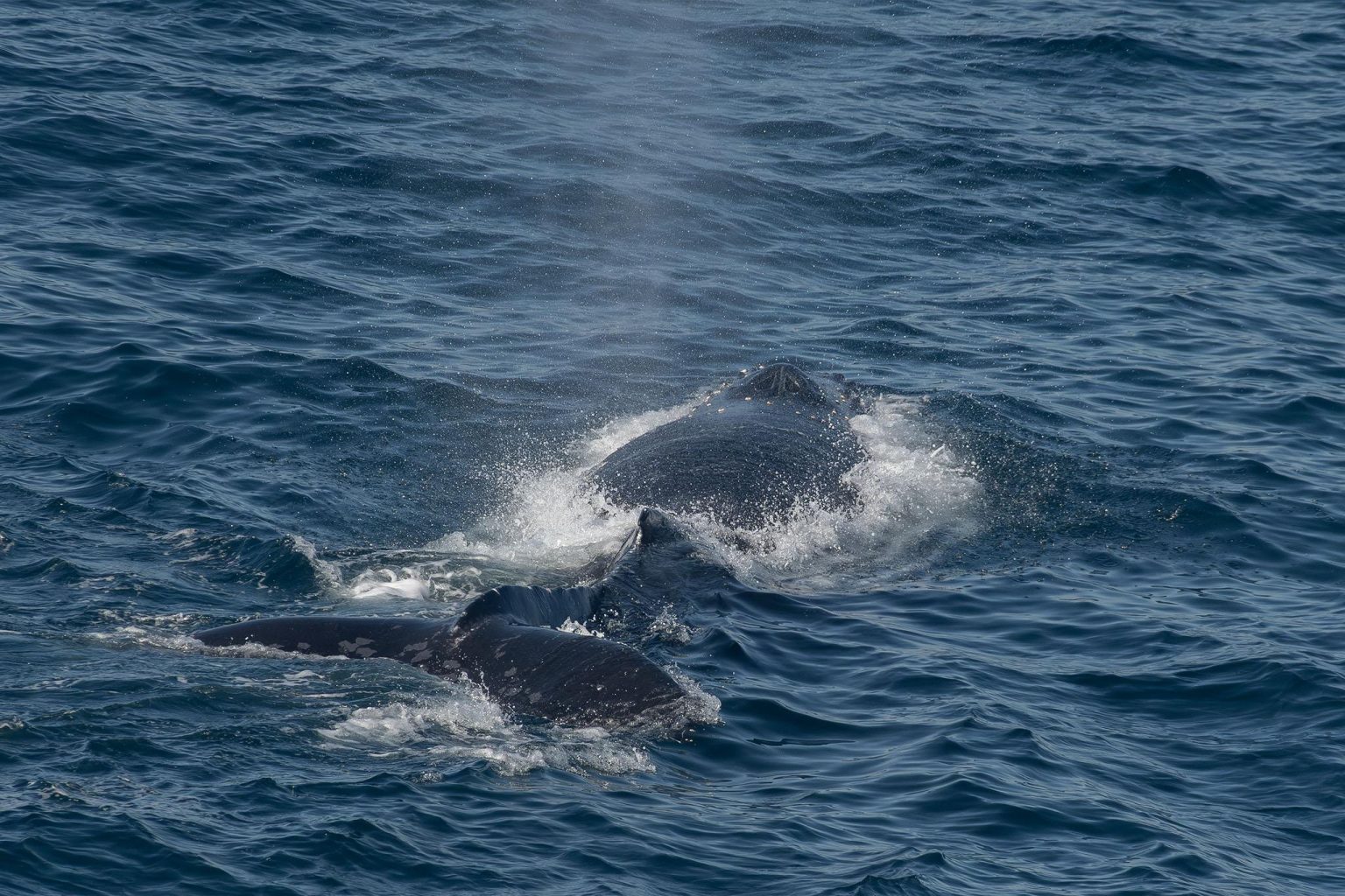 Will Solana price slide to $50? Inside the whale exodus