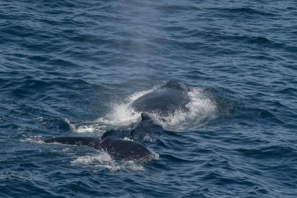 Will Solana price slide to $50? Inside the whale exodus