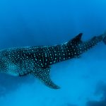 Bitcoin price slips below $63K as whale builds $125M short