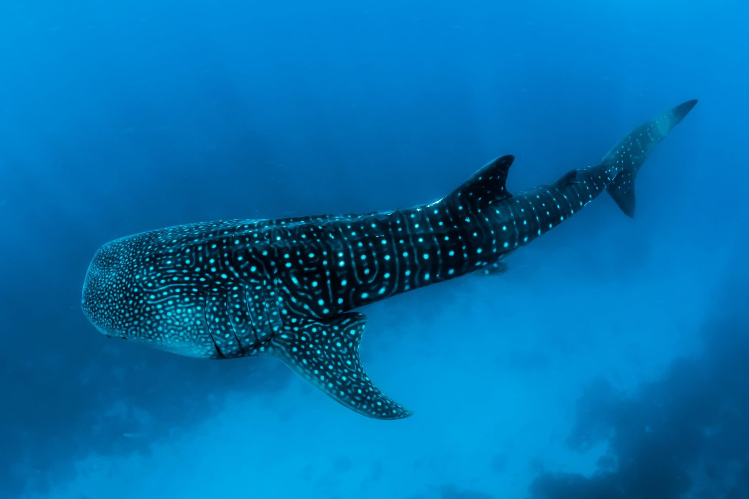 Bitcoin price slips below $63K as whale builds $125M short