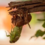 Ripple joins Clearpool, Cicada to launch institutional RLUSD credit fund