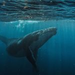 Hyperliquid Strategies buys $45.8M HYPE while whale selling concerns remain