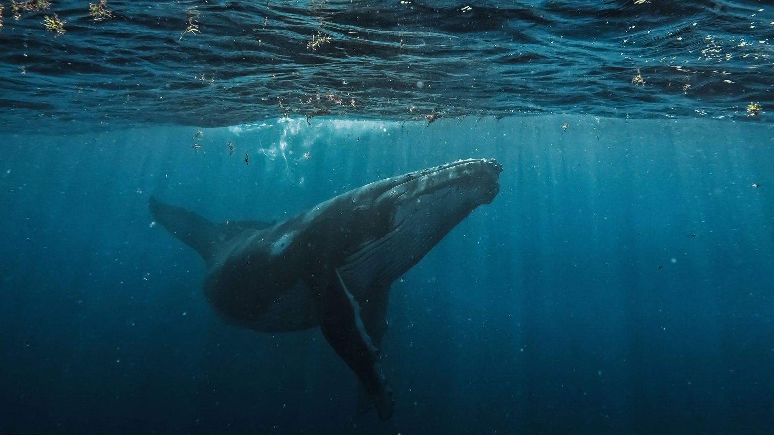 Hyperliquid Strategies buys $45.8M HYPE while whale selling concerns remain