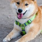 Shiba Inu price prediction for October