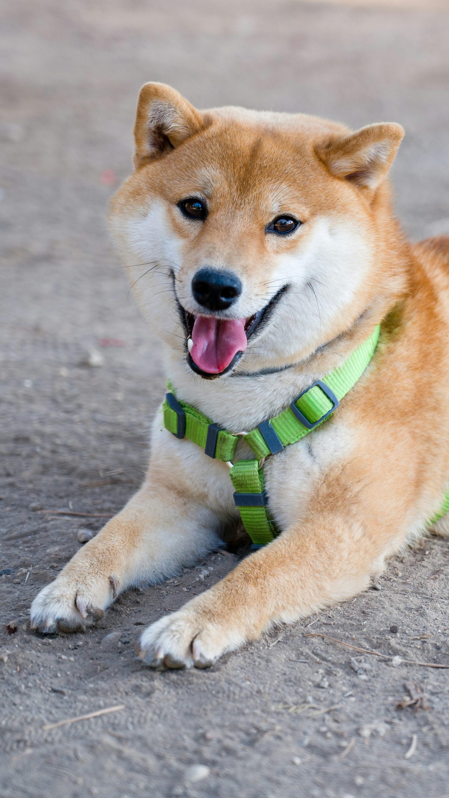 Shiba Inu price prediction for October