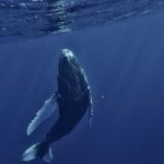 Dogecoin price slips below $0.081: Can whale buying fuel a rebound?