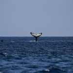 XRP price falls to $1.33 as whale inflows hit seven-month high