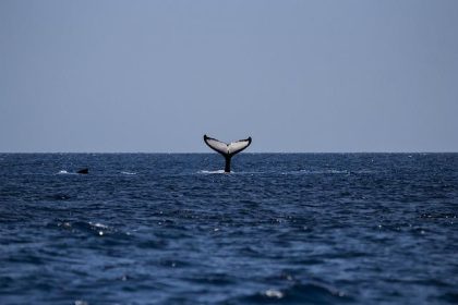 XRP price falls to $1.33 as whale inflows hit seven-month high