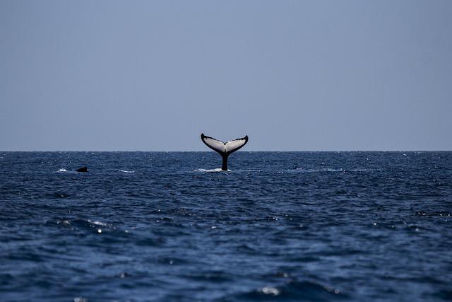 XRP price falls to $1.33 as whale inflows hit seven-month high